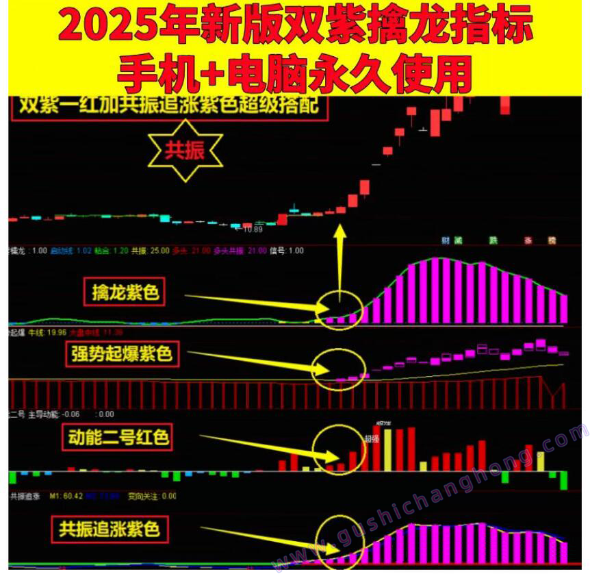 2025双紫擒龙指标